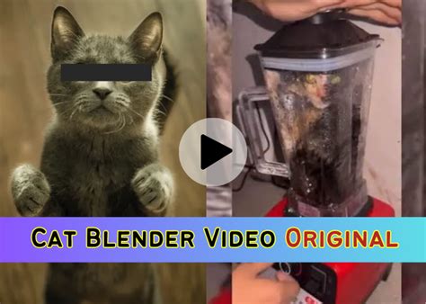 cat blender footage|Saw the cat in blender video cant get it out of my mind